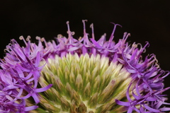 Chresta sphaerocephala