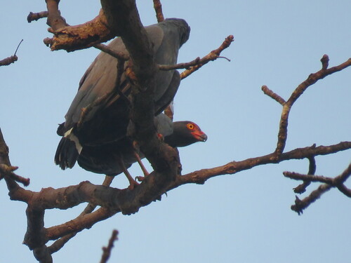 Slate-colored Hawk (Buteogallus schistaceus), photo 6