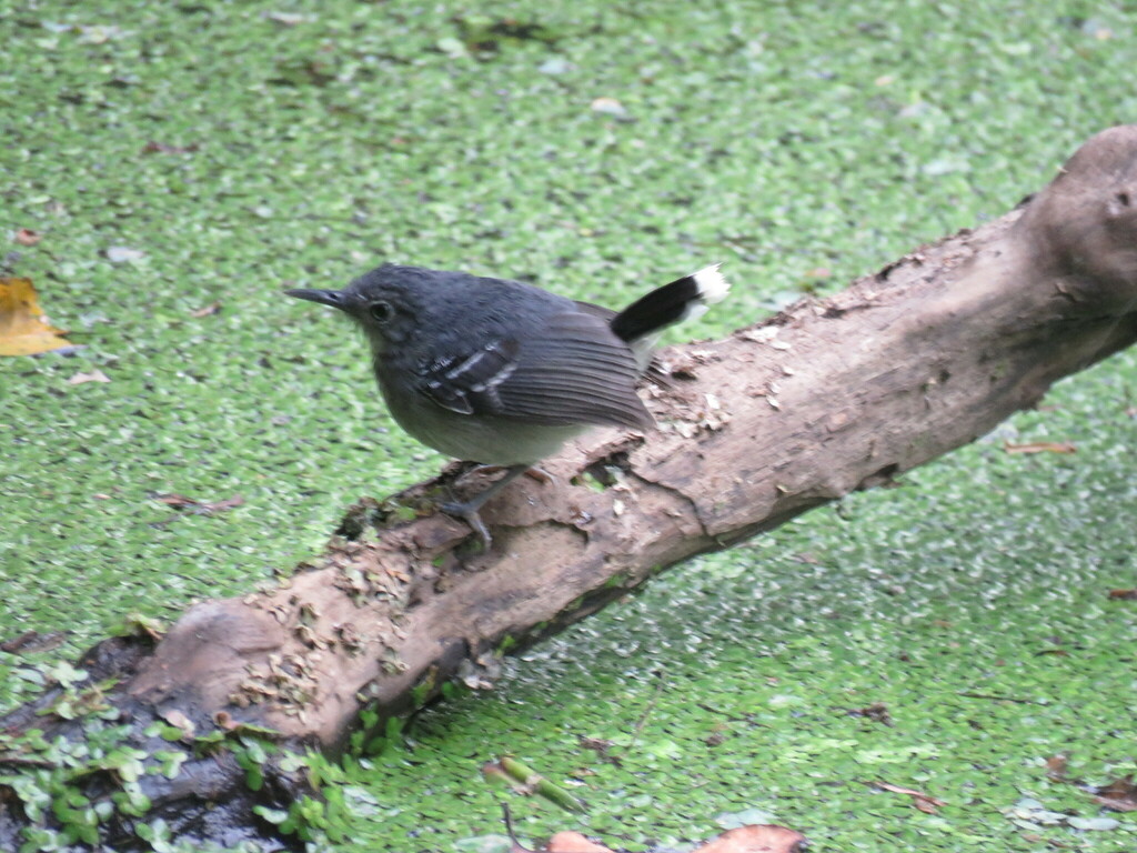 Band-tailed Antbird