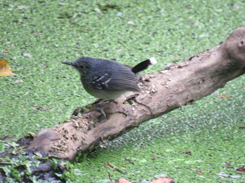 Band-tailed Antbird