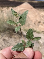 Boerhavia torreyana