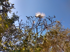 Pseudobombax grandiflorum