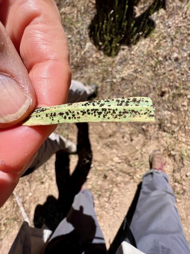 iNaturalist observation photo of rust fungi
