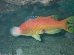 Bodianus scrofa