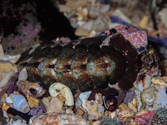 Onithochiton quercinus
