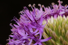 Chresta sphaerocephala