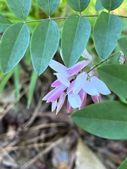 Indigofera tinctoria