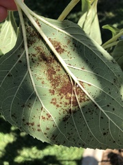 Puccinia helianthi