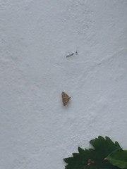 Loxostege sticticalis