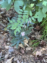 Indigofera tinctoria
