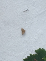 Loxostege sticticalis