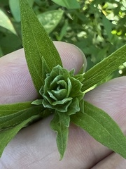 Asphondylia solidaginis