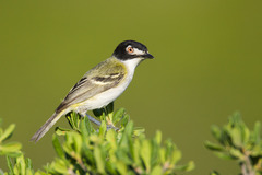 Vireo atricapilla