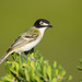 Black-capped Vireo - Photo (c) Greg Lasley, some rights reserved (CC BY-NC), uploaded by Greg Lasley