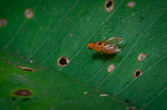 Neogriphoneura