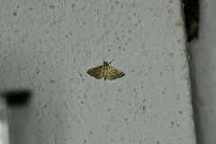 Pseudopyrausta santatalis