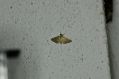 Pseudopyrausta santatalis