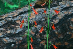 Penstemon barbatus torreyi