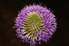 Chresta sphaerocephala