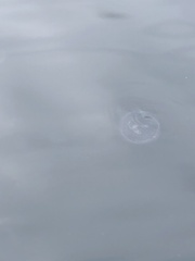Aequorea forskalea