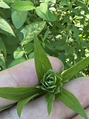 Asphondylia solidaginis