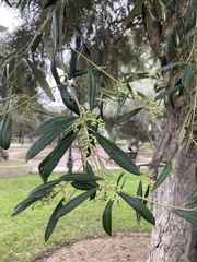 Olea