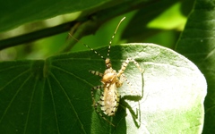 Pselliopus latispina