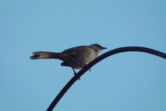 Mimus saturninus