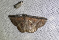 Thysanopyga carfinia