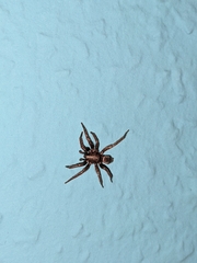 Eratigena atrica