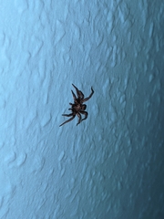 Eratigena atrica