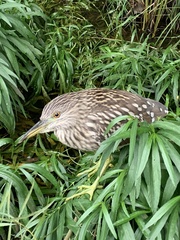 Nycticorax nycticorax
