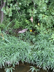 Nycticorax nycticorax