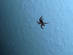 Eratigena atrica