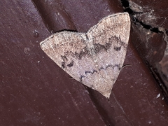 Zanclognatha dentata