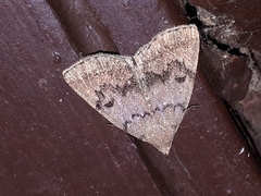 Zanclognatha dentata