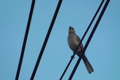 Mimus saturninus