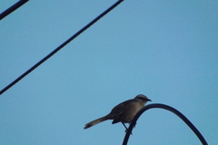 Mimus saturninus