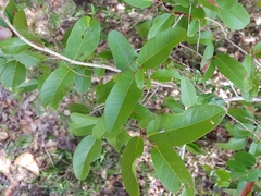 Coccoloba microstachya