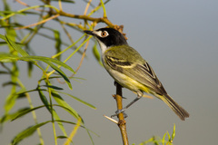 Vireo atricapilla