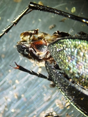 Morphocarabus