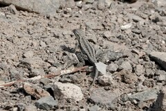 Microlophus atacamensis