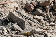 Microlophus atacamensis