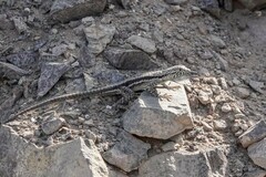 Microlophus atacamensis