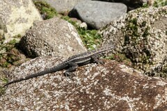 Microlophus atacamensis