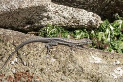 Microlophus atacamensis