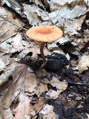 Lactarius subserifluus
