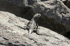 Microlophus atacamensis