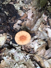 Lactarius subserifluus