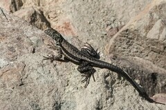 Microlophus atacamensis